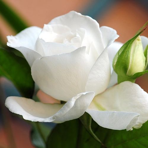 Rosa Annapurna™ - blanco - Árbol de Rosas Híbrido de Té - rosal de pie alto- forma de corona de tallo recto